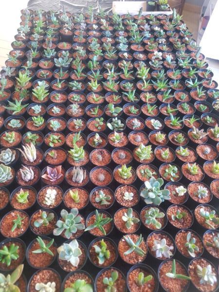 Festive succulent SPECIALS! 10 for R100