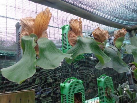 Rare Staghorn ferns for sale