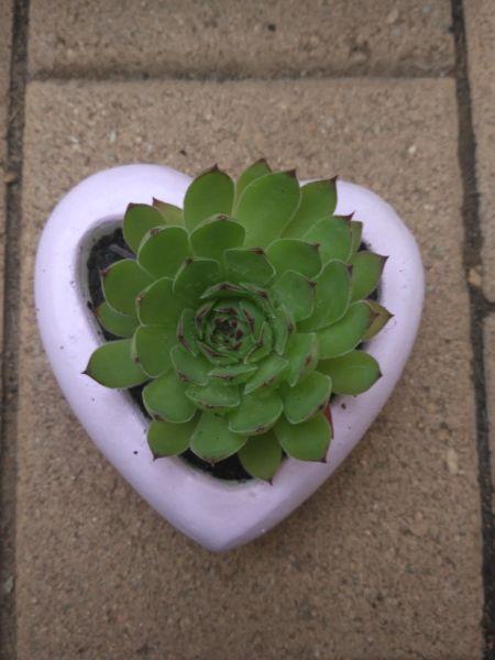 Handmade heart concrete pot with free succulent