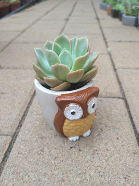 Owl Concrete Planter with Succulent