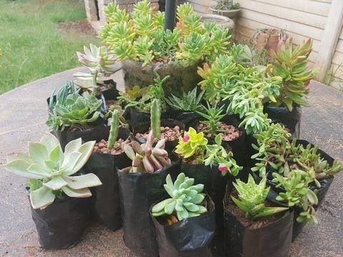 Succulents and cacti for sale Midrand R10