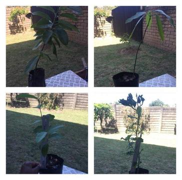 Fruit trees for sale R50,00 each