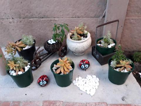 Selling Plants For Autism!R80 Each