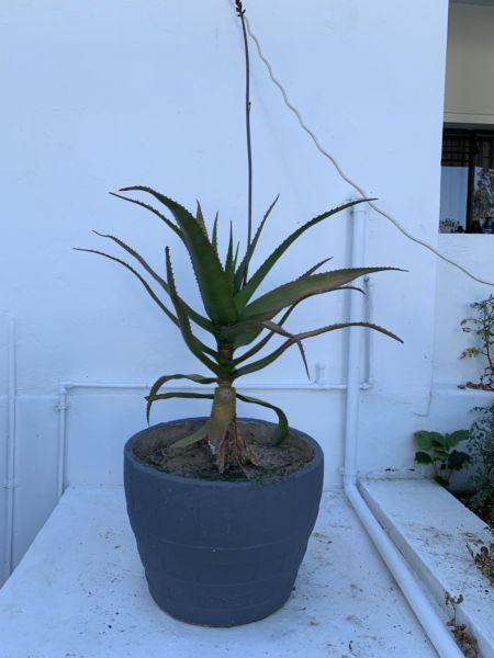 Large pot plant