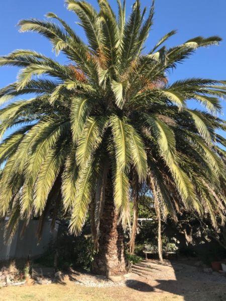 Large Palm Tree for sale