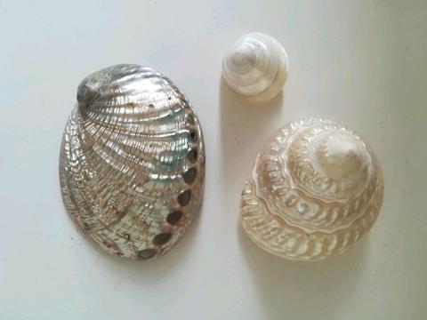 Shells - trochus, turbo and abalone
