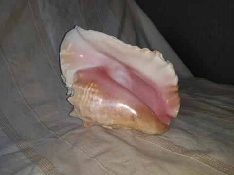 2 X Conch shells