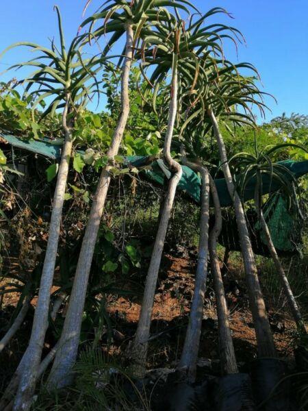 Aloe Baines... Trees for sale