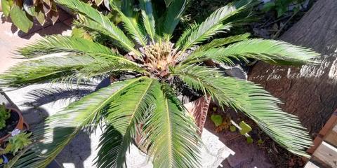 Cycad with pot
