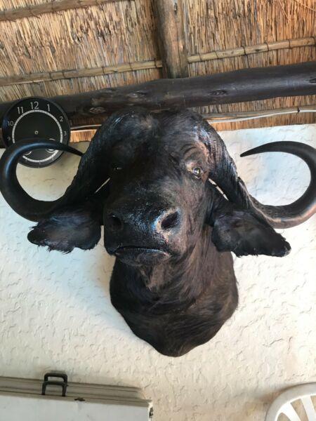 Buffalo head mount