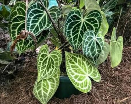 Plants wanted : anthurium clarinervium and string of hearts