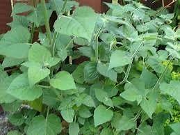 Cape Gooseberry Plants