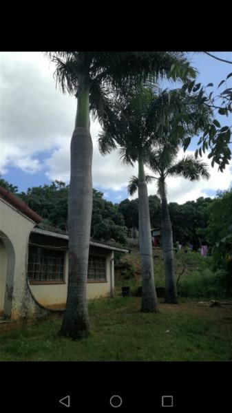 Palm trees for sale