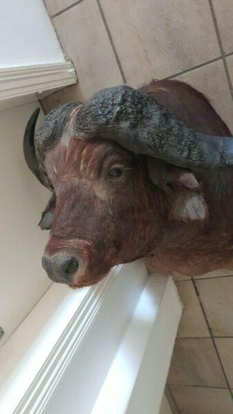 Buffel Trofee te Koop 