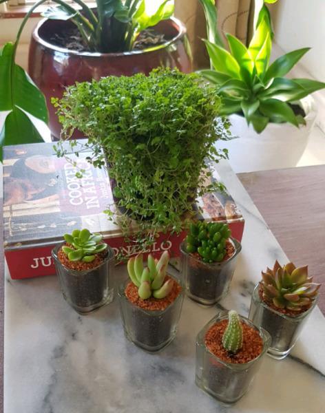Mini Succulents in a Vase 