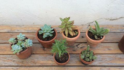 Pot plants (various) 
