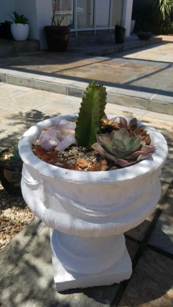 Cactus underplanted with succulents in white cement stone 
