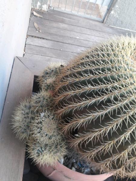 Golden barrel cactus  