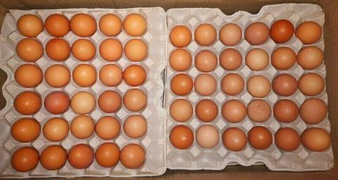 Fresh fertile eggs for sale 
