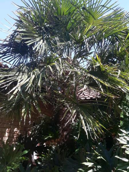 Palmtrees for Sales 