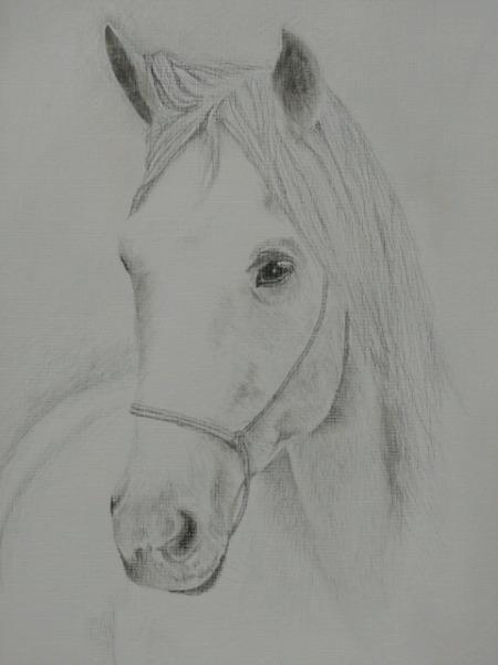 Horse Drawing 