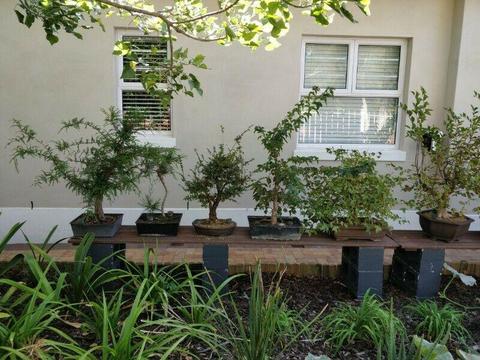 Bonsai Trees and Tools for Sale 