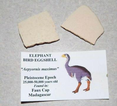 Fossil Elephant Bird Eggshells (Aepyornis maximus) 