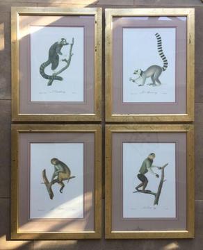 Framed primate prints 