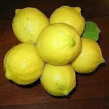 Lemon Trees for Sale 