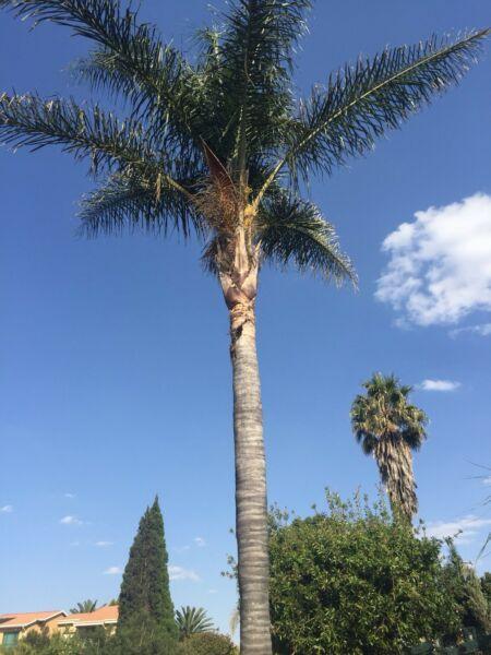 Palm tree 