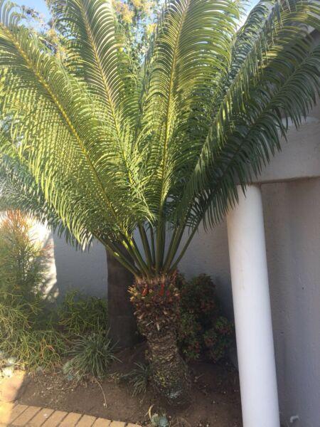 Large cycas 